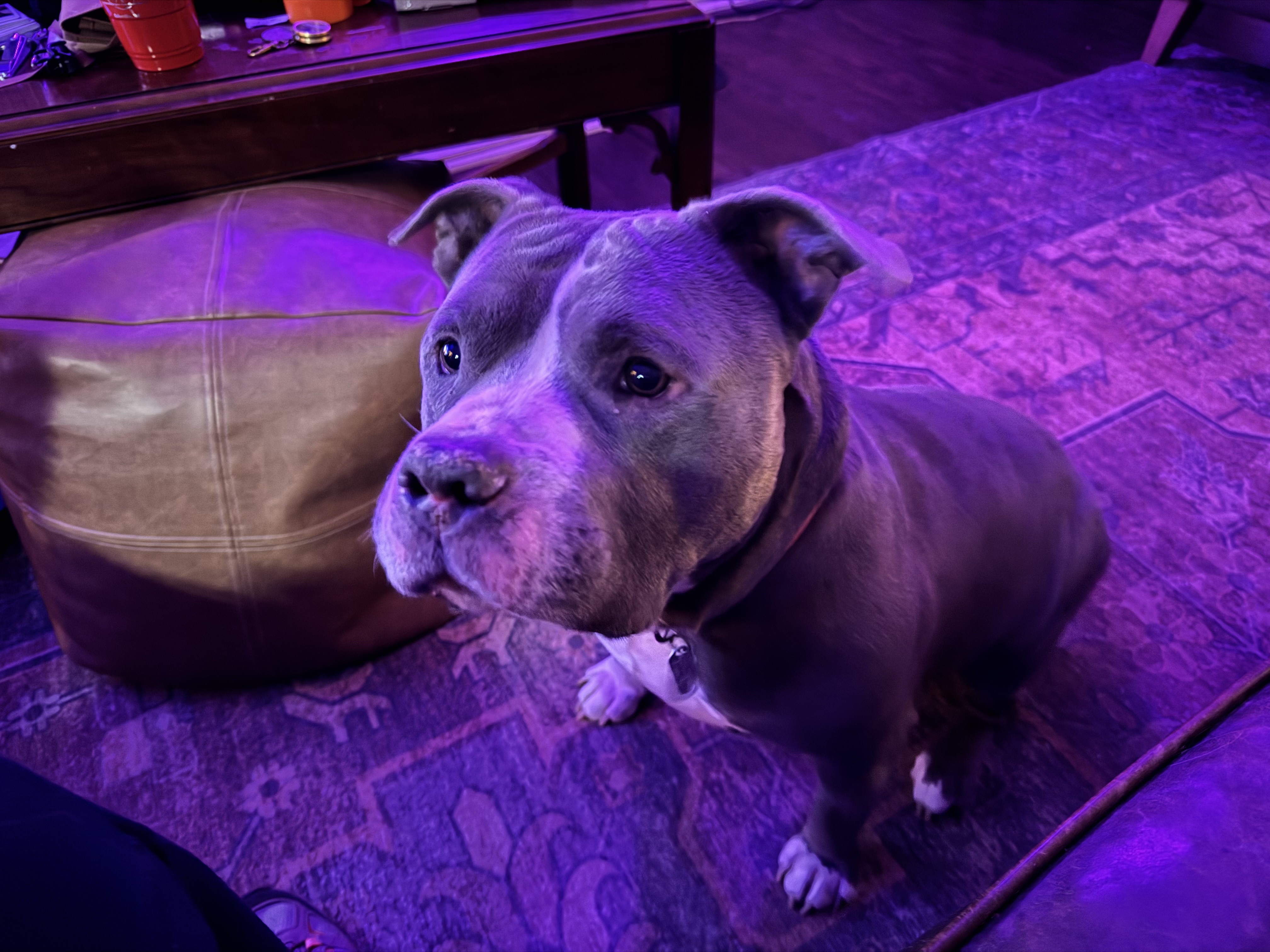 Jax relaxing indoors under warm light