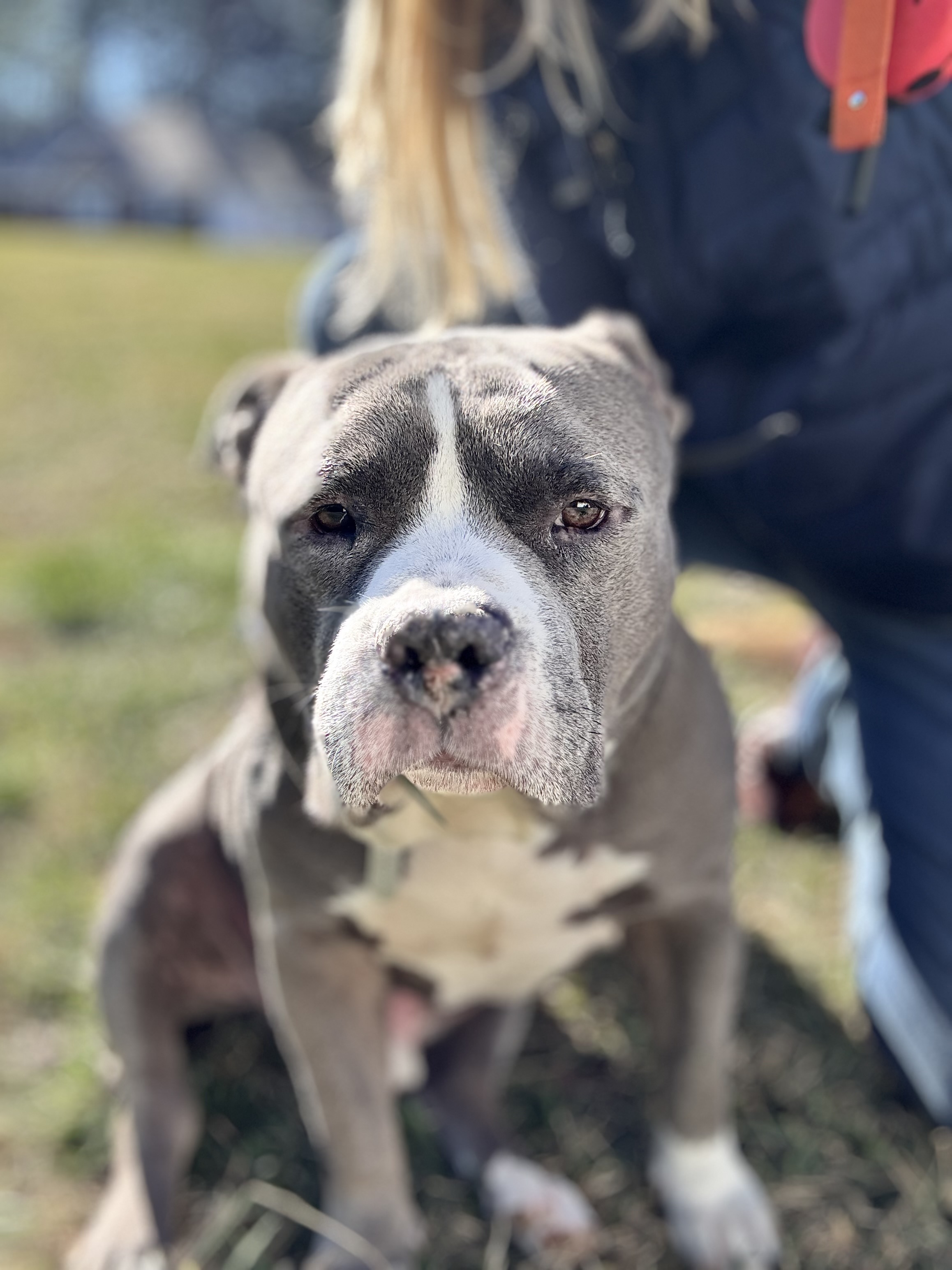Jax outdoors in the yard
