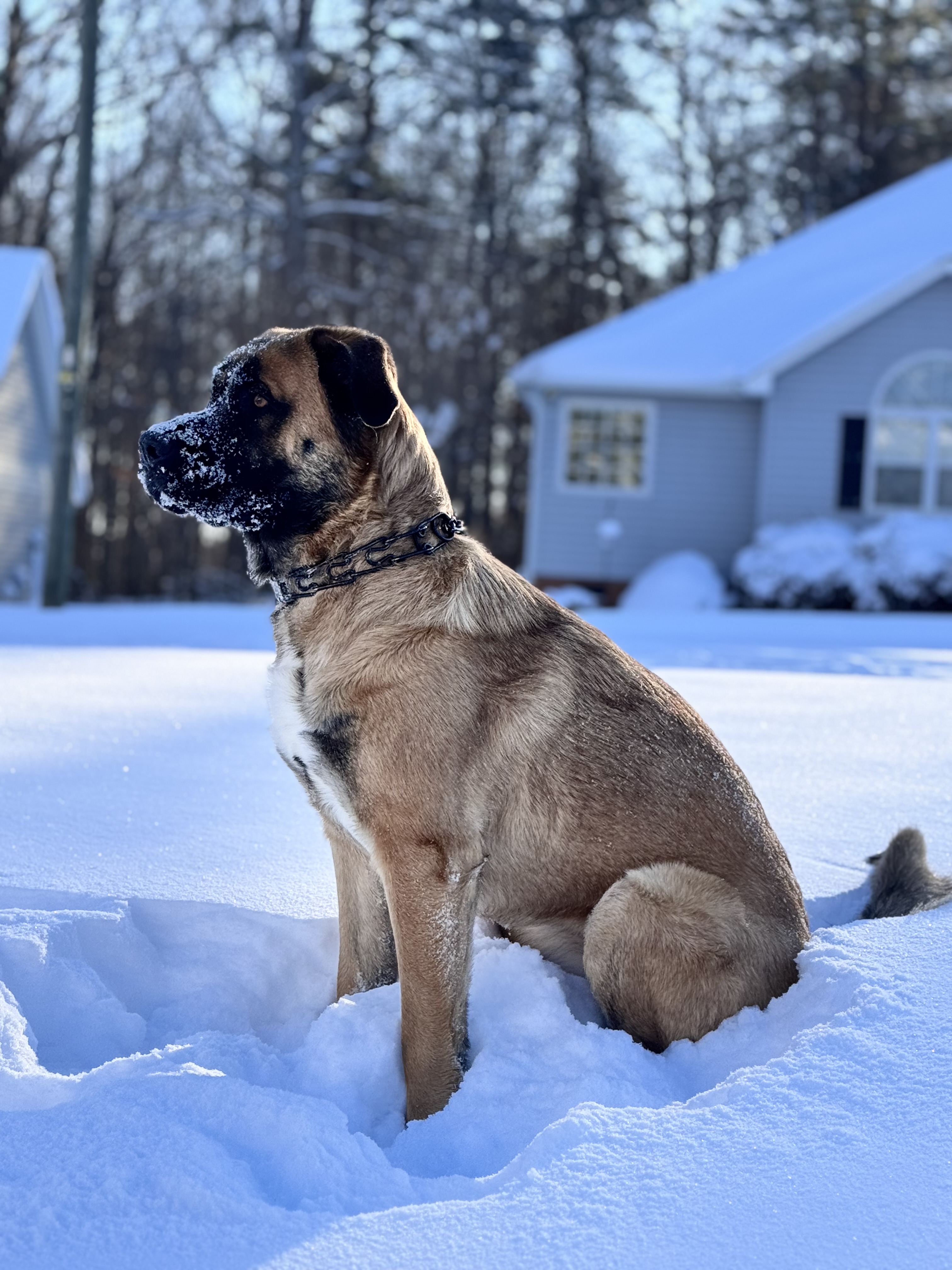Narah sitting in the snow, looking regal