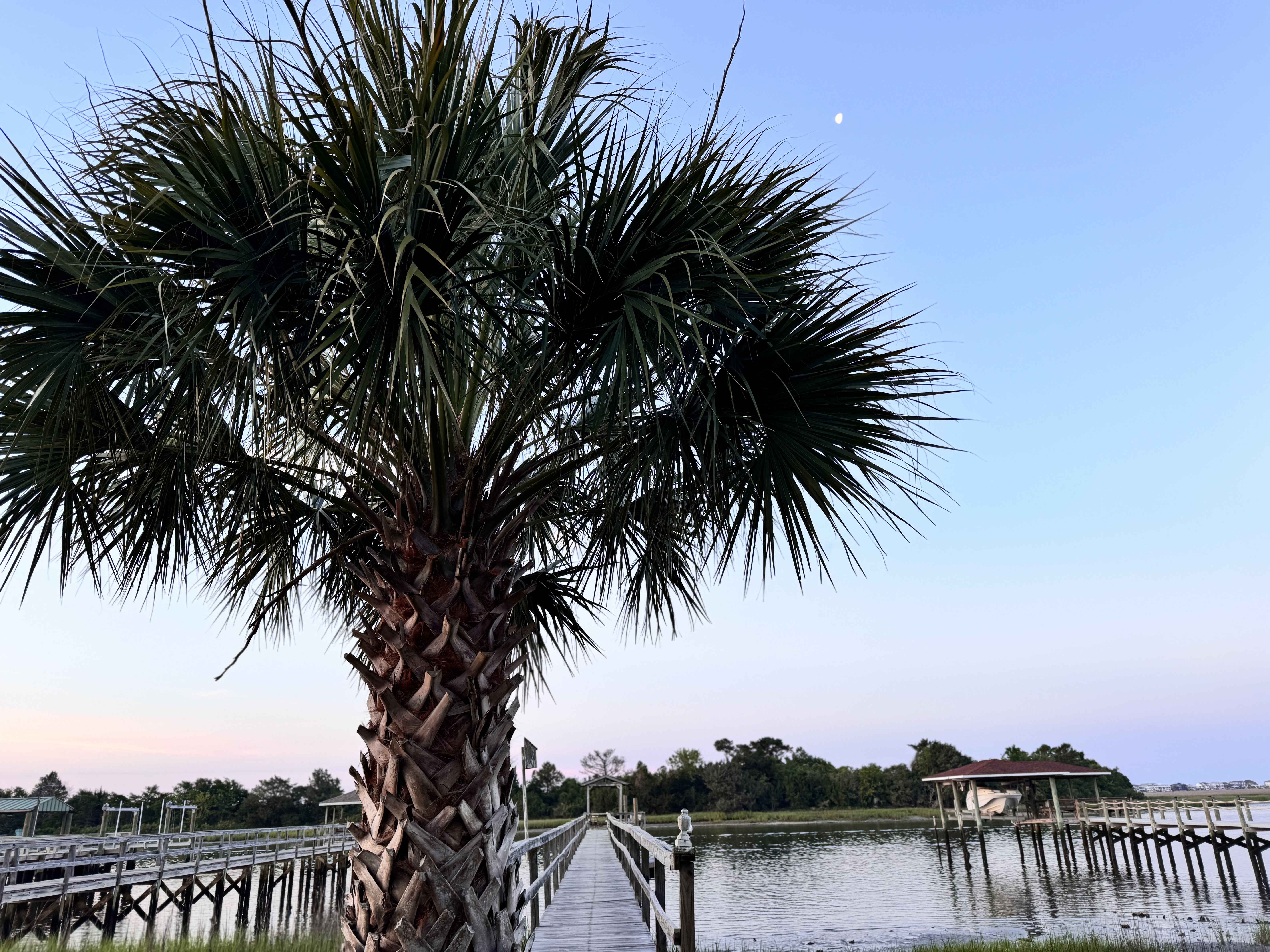 Palm tree and wooden dock at dusk